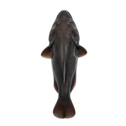 Holocephalan