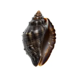 Keyhole limpet