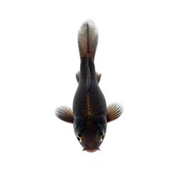 Killifish