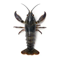 Krill