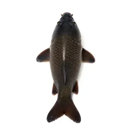 Leather carp