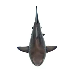 Lemon shark
