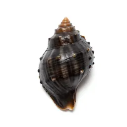 Limpet