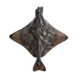 Little skate