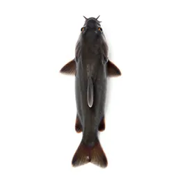 Loach