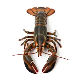 Lobster
