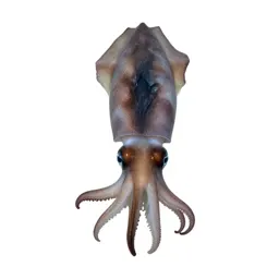 Loligo