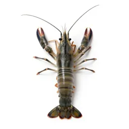 Long-clawed prawn