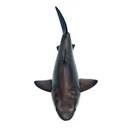 Mackerel shark