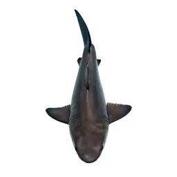 Mako