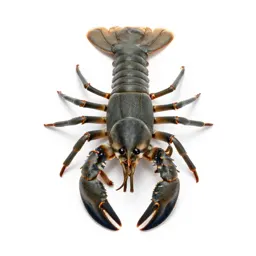 Malacostracan crustacean