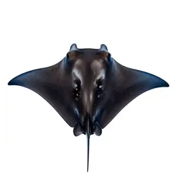 Manta