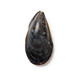 Marine mussel