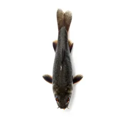Minnow