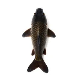 Mirror carp