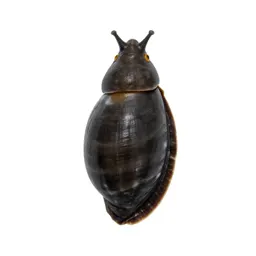 Mollusk
