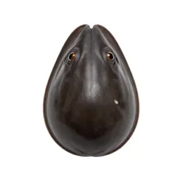 Money cowrie