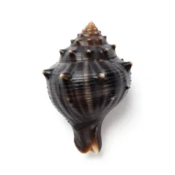 Moon shell