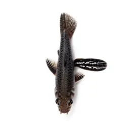 Mosquitofish