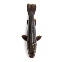 Mummichog