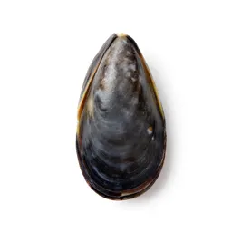 Mussel