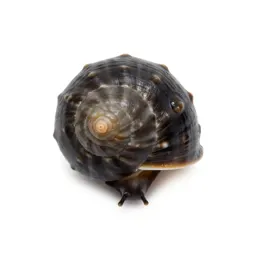 Neritid