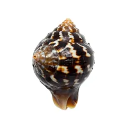 Neritina