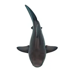 Nurse shark