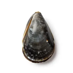 Pearly-shelled mussel