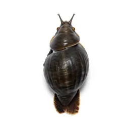 Physa