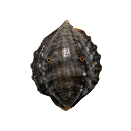 Piddock