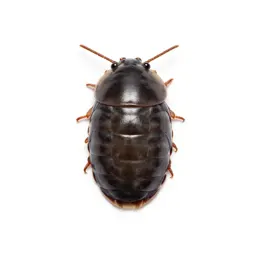 Pill bug