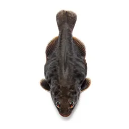 Platy