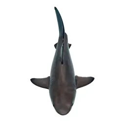 Porbeagle