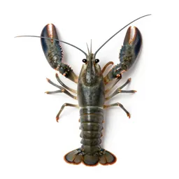 Prawn