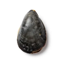Quahog
