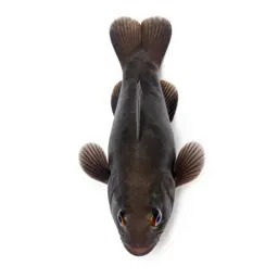 Rabbitfish