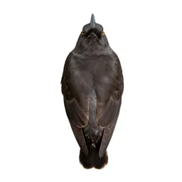 Ray