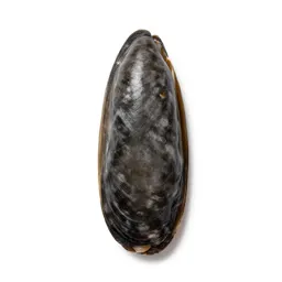 Razor clam