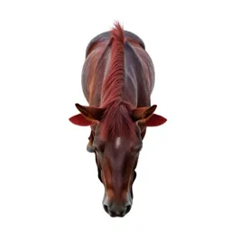 Redhorse
