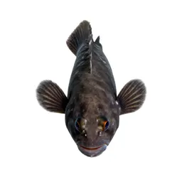 Reef squirrelfish