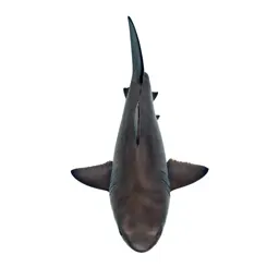 Requiem shark