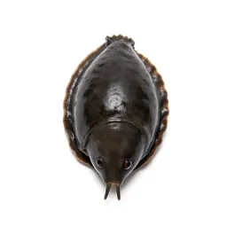 River limpet