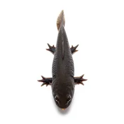 Rivulus