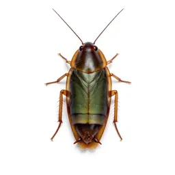Roach