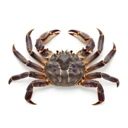 Rock crab