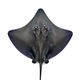 Roughtail stingray