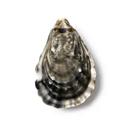 Saddle oyster