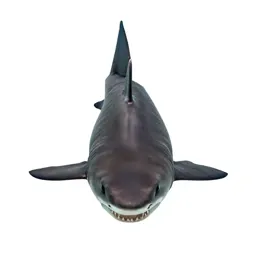 Sand tiger
