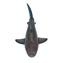 Sandbar shark